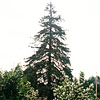 White Spruce